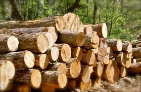 Troncos listos para hacer tablas de madera